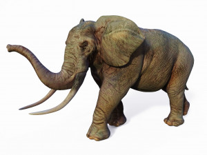 realistic african elephant 3D मॉडल