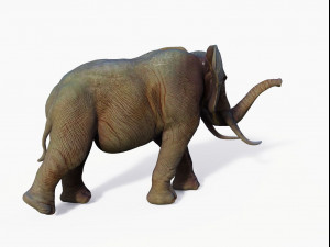 realistic african elephant 3D मॉडल