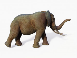 realistic african elephant 3D मॉडल