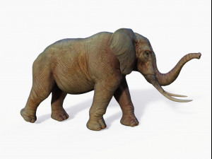 realistic african elephant 3D मॉडल