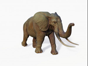 realistic african elephant 3D मॉडल