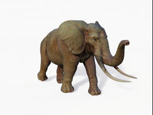 realistic african elephant 3D Model
