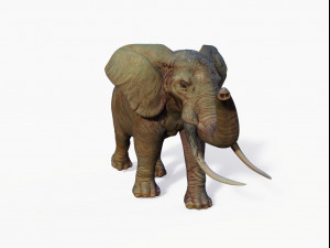 realistic african elephant 3D मॉडल