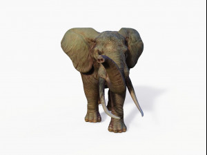 realistic african elephant 3D मॉडल