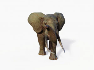 realistic african elephant 3D Model