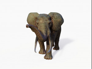 realistic african elephant 3D मॉडल