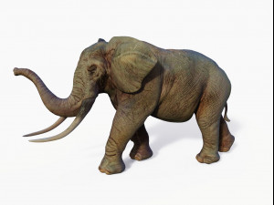 realistic african elephant 3D मॉडल