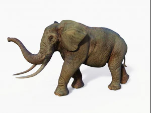 realistic african elephant 3D Model