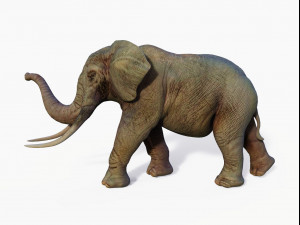 realistic african elephant 3D मॉडल