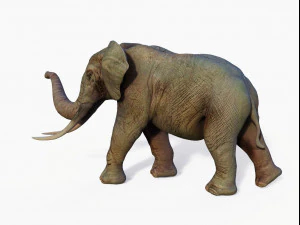 realistic african elephant 3D Model