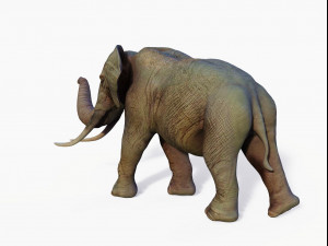 realistic african elephant 3D मॉडल