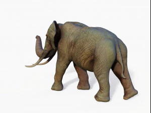 realistic african elephant 3D Model