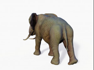 realistic african elephant 3D मॉडल
