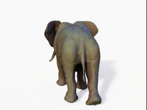 realistic african elephant 3D मॉडल