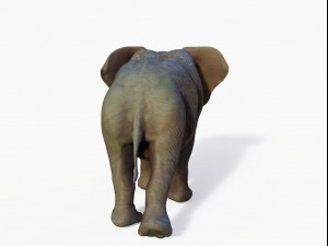 realistic african elephant 3D मॉडल