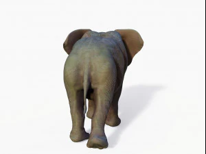 realistic african elephant 3D Model