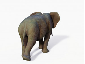 realistic african elephant 3D मॉडल