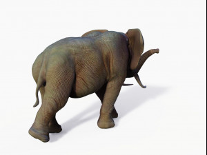 realistic african elephant 3D मॉडल