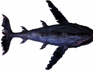 ocean monster 3D Model