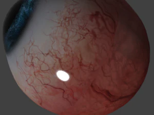 eye 3D Model