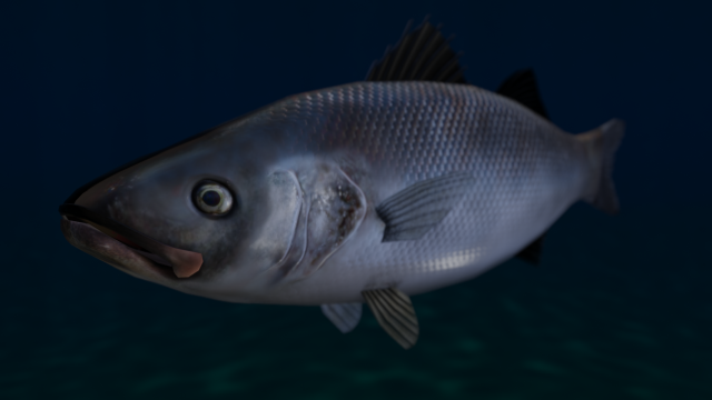 seabass fish Modèle 3D .c4d .max .obj .3ds .fbx .stl .blend 