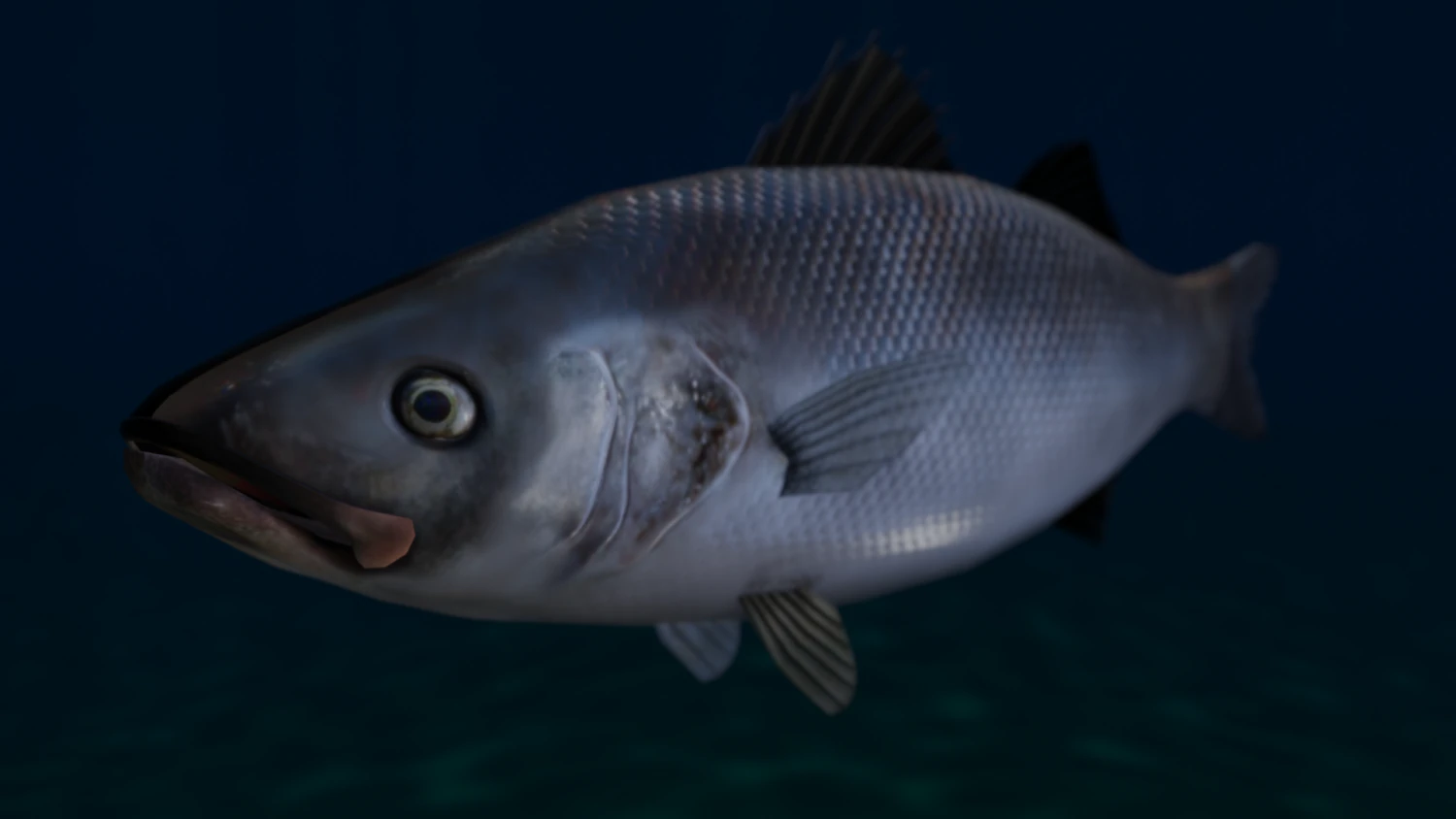seabass fish 3D Model .c4d .max .obj .3ds .fbx .stl .blend 