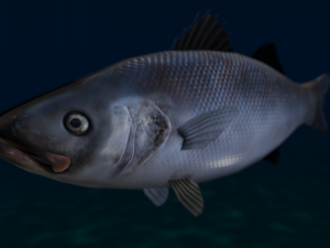 seabass fish 3D 모델