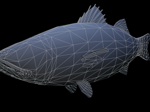 seabass fish Modèle 3D