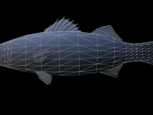 seabass fish Modèle 3D