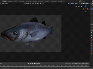 seabass fish Modèle 3D