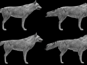 wolf lowpoly 3D Model