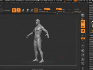anatomia humana Modelo 3D