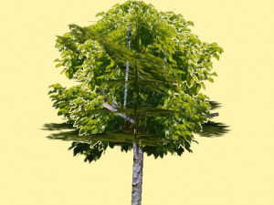 tree Model 3D