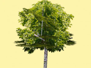 tree 3D Model