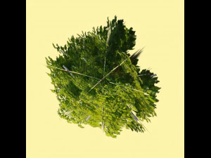 tree 3D Model