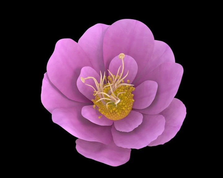 flower 3D Model .c4d .max .obj .3ds .fbx .stl .blend 