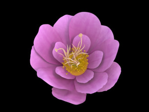 flower 3D 모델