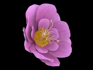 flower 3D Модель