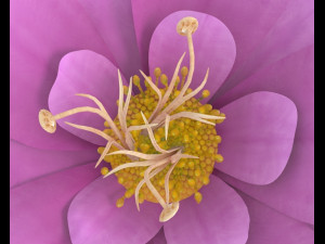 flower 3D Модель