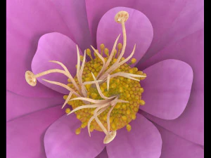 flower 3D Model