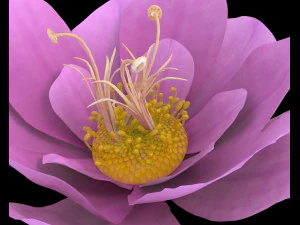 flower 3D Model