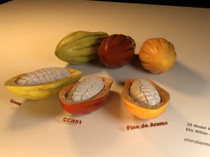 cacao fruit 3 colors 3D Model