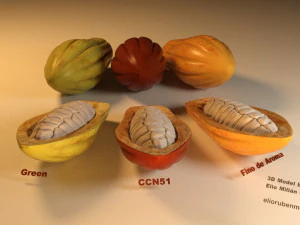 cacao fruit 3 colors 3D Model