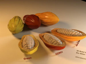 cacao fruit 3 colors 3D Model
