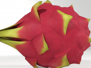 pitahaya fruit from ecuador Modèle 3D