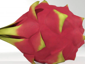 pitahaya fruit from ecuador 3D Model