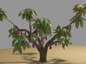 카카오 나무 유형 ccn51 열매 포함 3D 모델