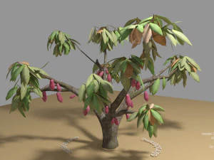 cacao tree type ccn51 with fruit 3D Model
