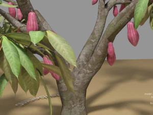 cacao tree type ccn51 with fruit 3D Model