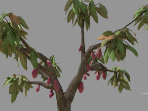 cacao tree type ccn51 with fruit 3D-Modell